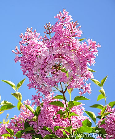 Lilac branch on blue sky background