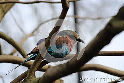 Lilac-Breasted Roller bird