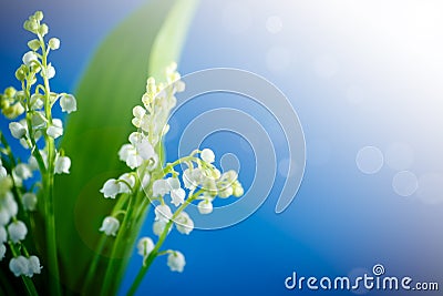 Lily of the valley