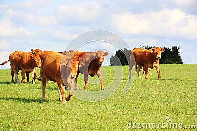 Limousin Beef Cattle Walking