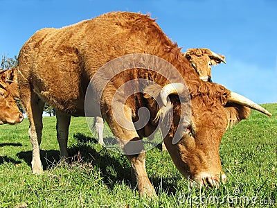 Limousin cow close up