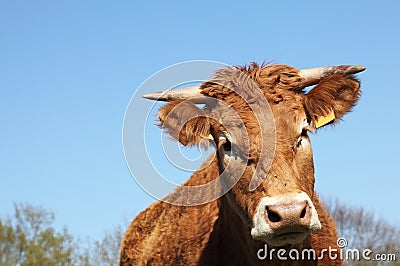 Limousin Cow Head Portrait