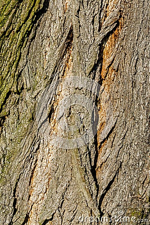 Linden tree macro with fine details
