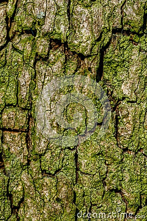 Linden tree macro with fine details