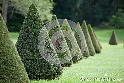 Line of cone evergreen bushes in cultivated park