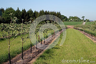 Line of young cider apple trees