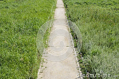 Lined straight path in a silver grass field