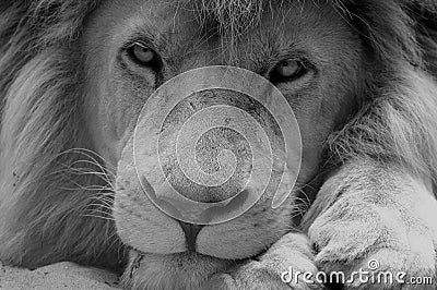 Lion black and white