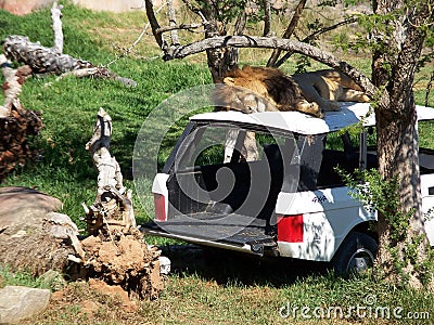 Lion on the car