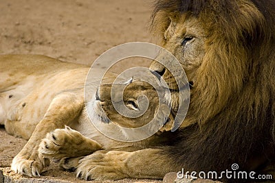 Lion Couple