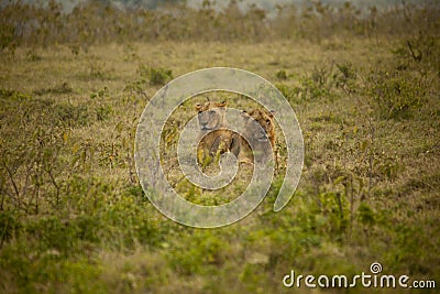 Lion couple in Africa