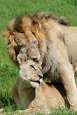 Lion couple mating, Okavango