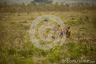 Lion couple resing in Africa