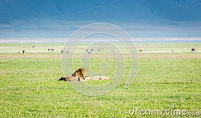 Lion couple ,Tanzania