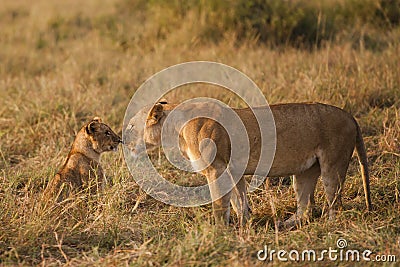 Lion and cub in the Masai Mara, Kenya