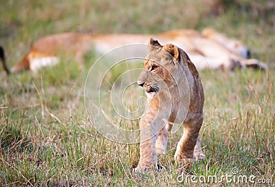 Lion cub (panthera leo) close-up