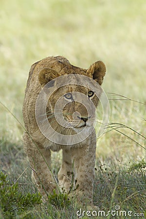 Lion cub stalking