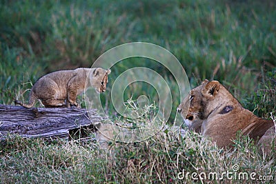 Lion cub watches mum