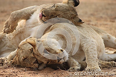 Lion and cubs