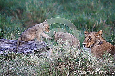 Lion cubs by mum