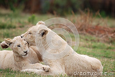 Lion Cubs playing