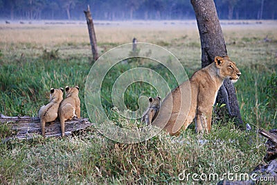 Lion cubs and their mum at dawn