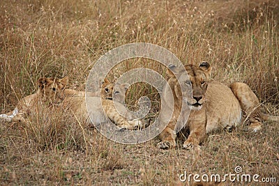 Lion cubs and their mum