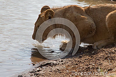 Lion drinks water