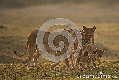 Lion family