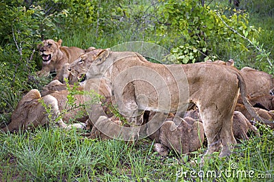 Lion family