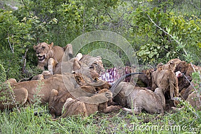 Lion family eating their prey