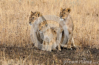 Lion family