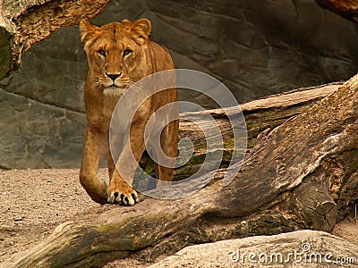 Lion female