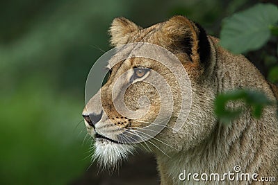 Lion female portrait