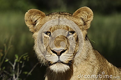 Lion female portrait, Botswana