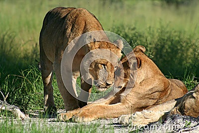 Lion females greeting, Okavango, Botswana