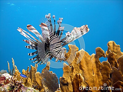 Lion Fish, deadly predator