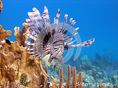 Lion Fish, deadly predator