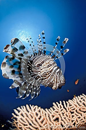 Lion Fish in the reef, Egypt, Red sea