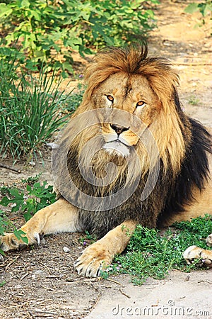 Lion head