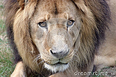 Lion Head close up.