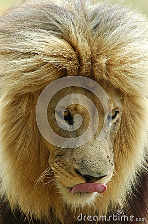 Lion head portrait