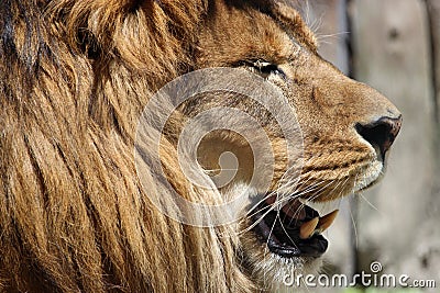 Lion head profile