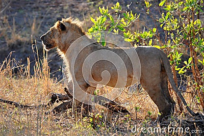 Lion before hunting