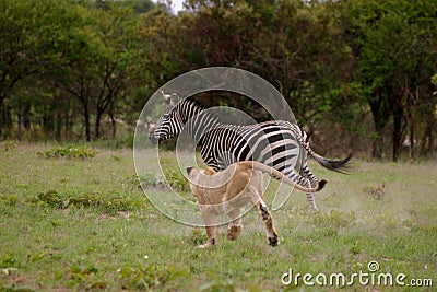Lion hunting Zebra