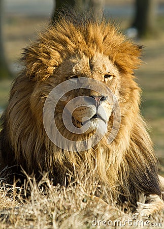 Lion the king