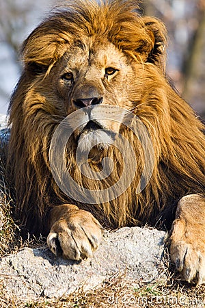 Lion the king