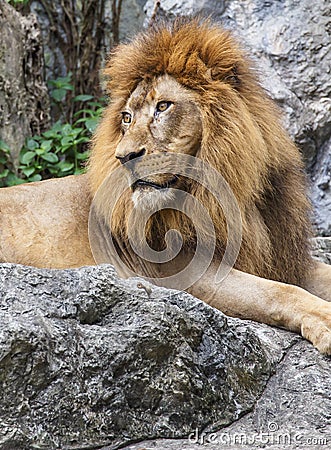 Lion,King of the Jungle