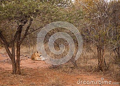 Lion laying in the bush