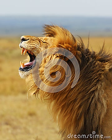 Lion, Leo Africa Kenya safari national park wild animals